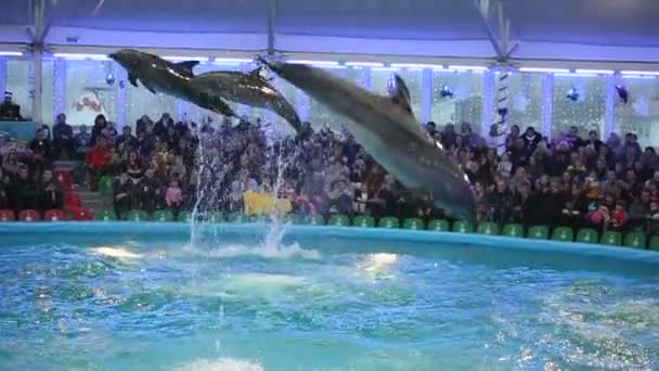 Dolphinarium gösterisinde yunuslar — Stok video