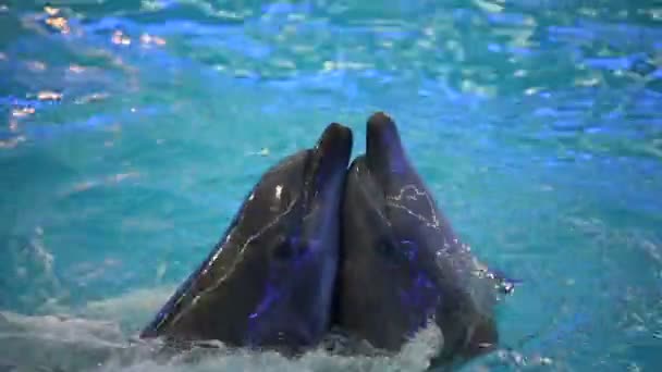 Dolphinarium gösterisinde yunuslar — Stok video