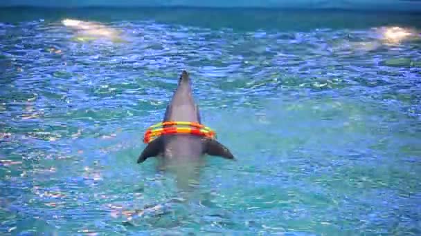 Dolphins show in the dolphinarium — Stock Video