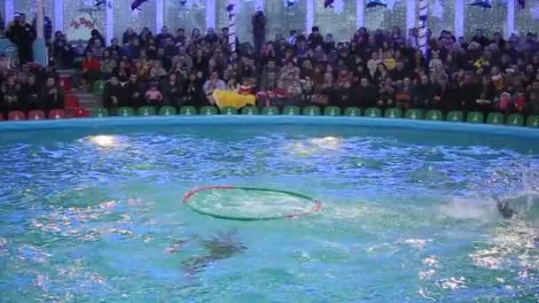 Vitryssland, Minsk - 2014: Delfiner show i delfinariet — Stockvideo