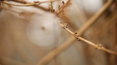 Bir ağaç dalı düğün halkalar. Makro lens