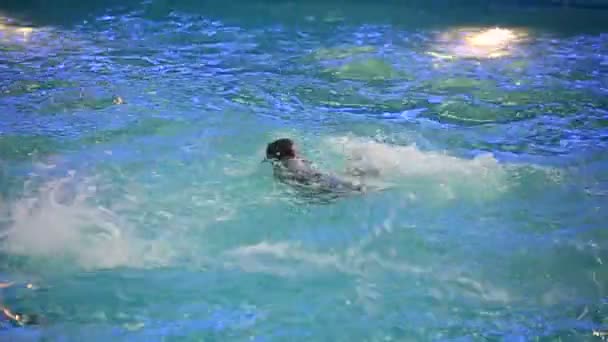 Wit-Rusland, Minsk - 2014: Dolfijnen in het Dolfinarium weergeven — Stockvideo