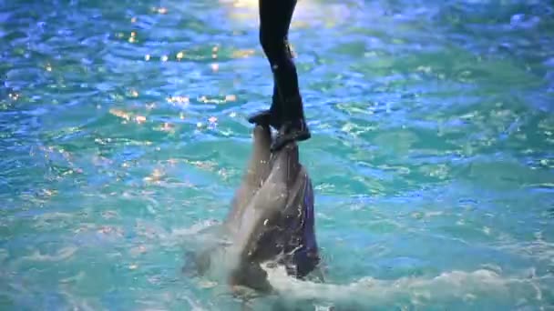 Vitryssland, Minsk - 2014: Delfiner show i delfinariet — Stockvideo