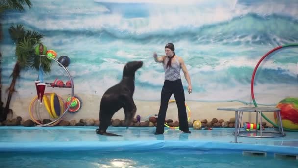 Білорусь, Мінськ - 2014 року: Морський котик шоу в дельфінарії з інструктором. Повільний рух — стокове відео