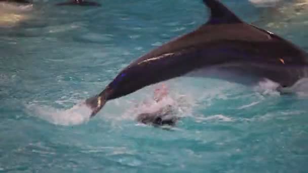 БЕЛАРУС, Минск - 2014: Шоу дельфинов в дельфинарии — стоковое видео