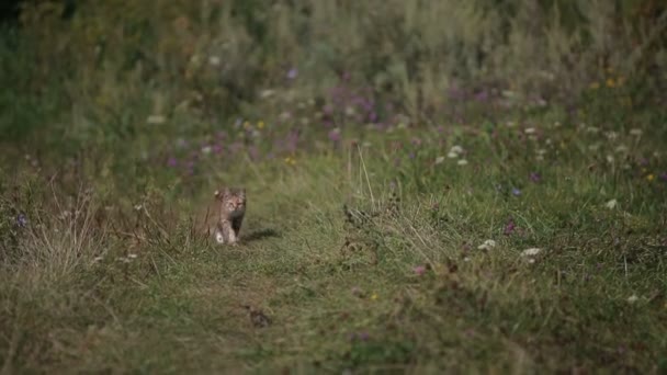 Gatito caminando sobre el césped — Vídeo de stock