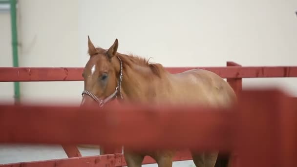 Cavalo de corrida marrom — Vídeo de Stock