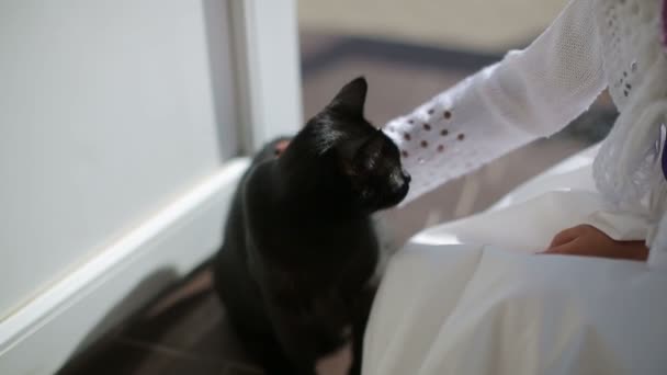 Une fille repasse un chat noir. Gros plan — Video