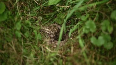 Parkta vahşi eşek arısı kovanı