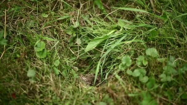 Ruche de guêpe sauvage dans le parc — Video