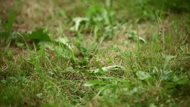 Colmena de avispas silvestres en el parque — Vídeo de stock