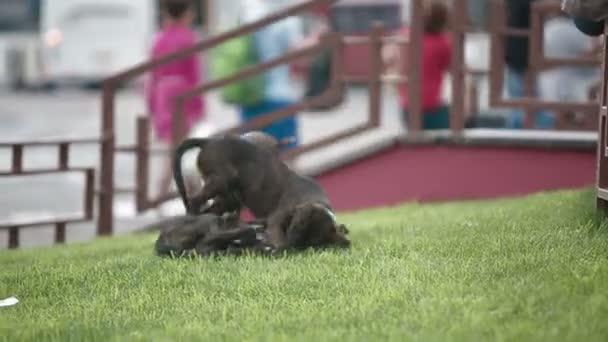 3 つの雑種犬が通りで遊んで — ストック動画