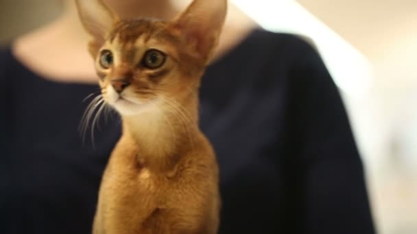 Αβυσσινιακού γατάκι. Κοντινό πλάνο — Αρχείο Βίντεο