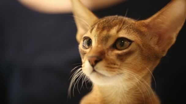 Abyssinian kitten. Close up — Stock Video