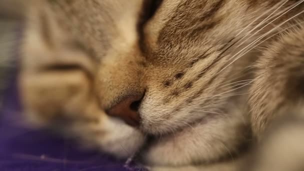 Котёнок британской породы спит — стоковое видео