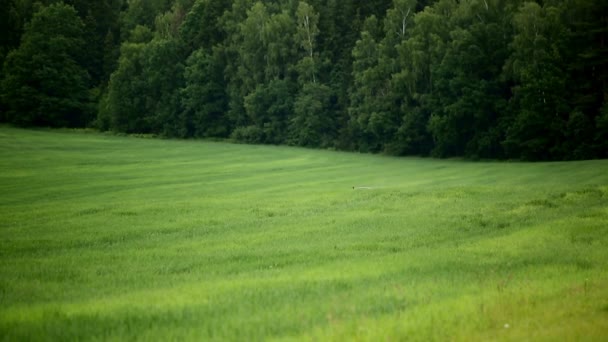 Tracteurs pulvérisés avec de l'herbe d'engrais sur le terrain — Video