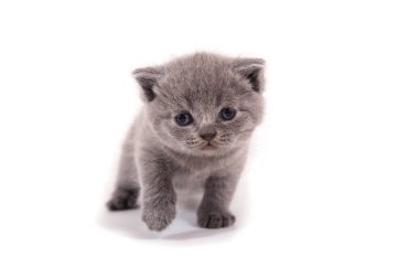 Küçük kedi yavrusu İngiliz mavi bir ay