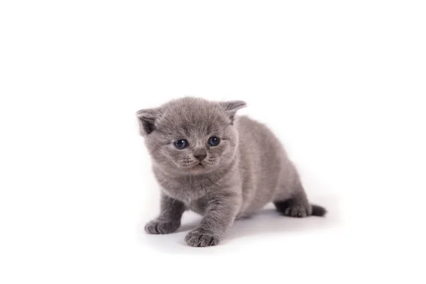 Lilla kattunge brittiska blå en månad — Stockfoto