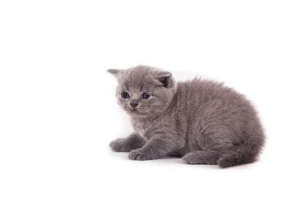 Маленький котенок британский синий один месяц — стоковое фото