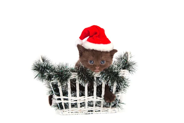 Little Kitten British chocolate Santa Claus sitting in a basket. Kitten one month. — Stock Photo, Image