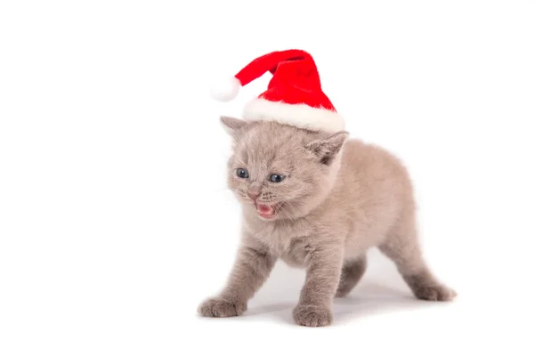 Little Kitten British lilac Santa Claus. Kitten one month. — Stock Photo, Image