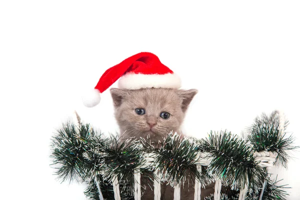 Маленький кошеня британський бузку Санта-Клауса сидять в кошику. Кошеня один місяць. — стокове фото