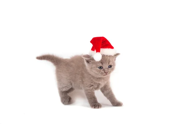 Маленький кошеня британський бузку Санта-Клауса. Кошеня один місяць. — стокове фото