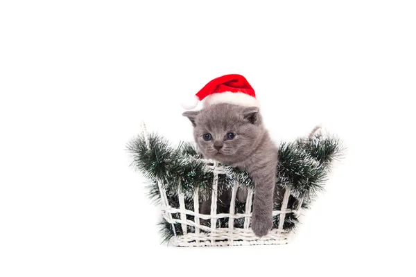 Little Kitten British blue Santa Claus sitting in a basket. Kitten one month. — Stock Photo, Image
