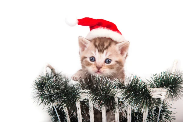 Little Kitten British chocolate tabby Santa Claus sitting in a basket. Kitten one month. — Stock Photo, Image