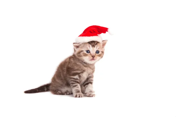 Little Kitten British chocolate tabby Santa Claus. Kitten one month. — Stock Photo, Image