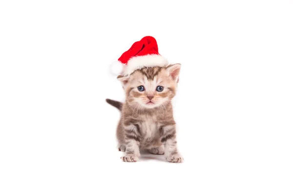 Маленький кошеня британський шоколад Таббах Санта-Клауса. Кошеня один місяць. — стокове фото