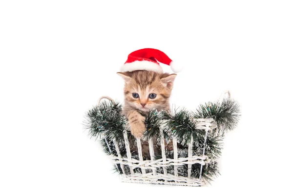 Little Kitten British chocolate tabby Santa Claus sitting in a basket. Kitten one month. — Stock Photo, Image