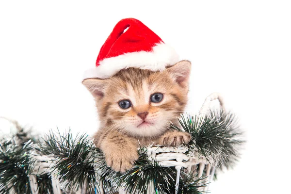 Little Kitten British chocolate tabby Santa Claus sitting in a basket. Kitten one month. — Stock Photo, Image