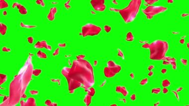 Gül greenscreen (Loop düşen yaprakları)