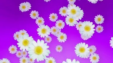 İlkbahar Yaz mor papatya