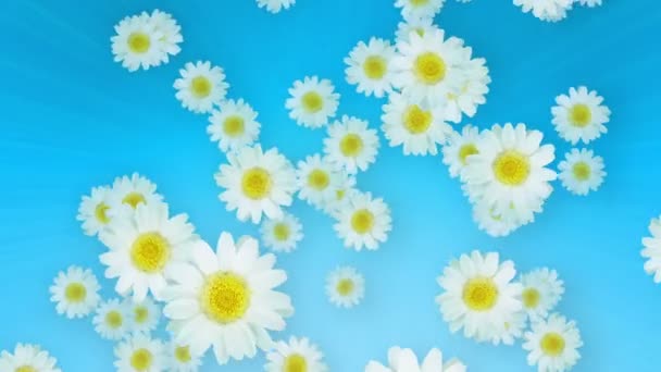 Spring Summer Daisies Blue — Stock Video