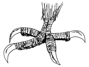 ayak kartal 