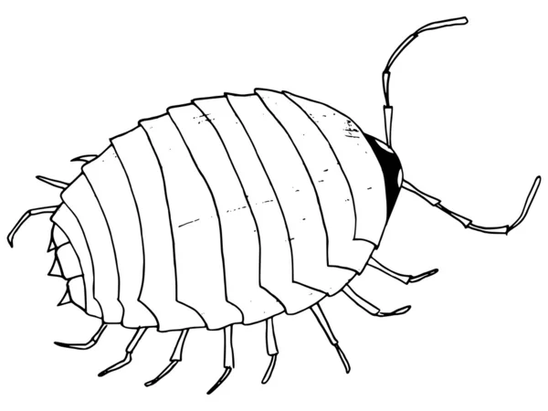 カブトムシ、ダニ ベクターグラフィックス