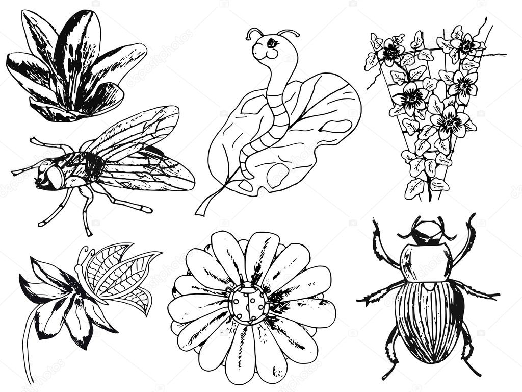 Set of insects, flowers, doodle