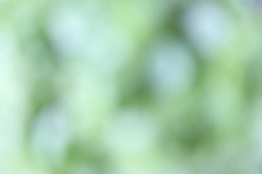 Yaratıcı yeşil ve beyaz fesleğen arkaplan güneş ışığında bokeh etkisi ve çözülmüş