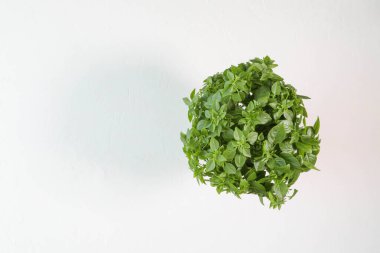 Yeşil fesleğen çalısı, beyaz bir arka planda, güneş ışığında. Üst manzara ve yakın plan.