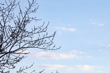 Bulutlu mavi gökyüzünde ağaç dallarının güzel silueti - boşluğu kopyala