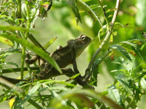 Lagarto verde no arbusto verde — Fotografia de Stock