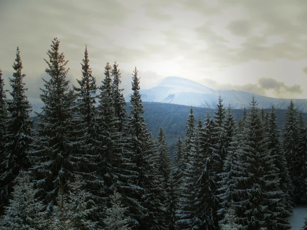 Goverla dağın kışın kar orman ile