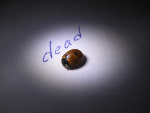 Ölü uğur böceği