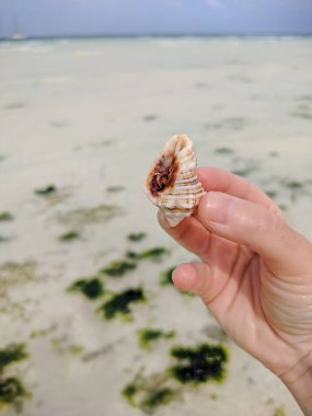 Zanzibar, Tanzanya - 10 Aralık 2019: Münzevi yengeç bir kabuğun içinde oturuyor. Yengeçli bir kabuk elde tutulur. Arka plan bulanık. Dikey.