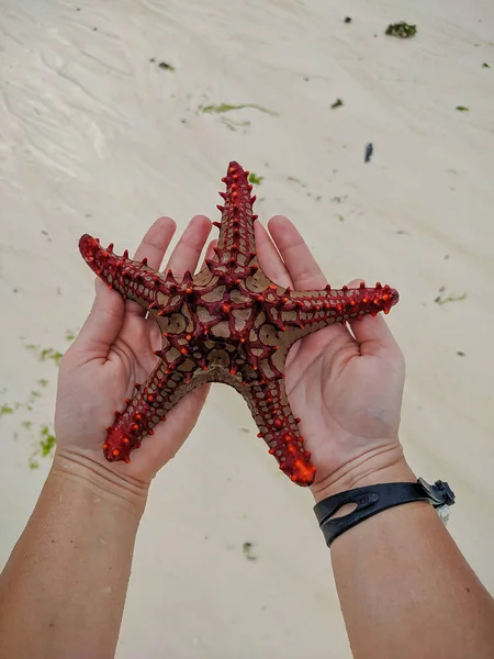 Zanzibar Tanzanya Aralık 2019 Bir Kırmızı Denizyıldızı Palmiyelerin Üzerinde Dinleniyor — Stok fotoğraf