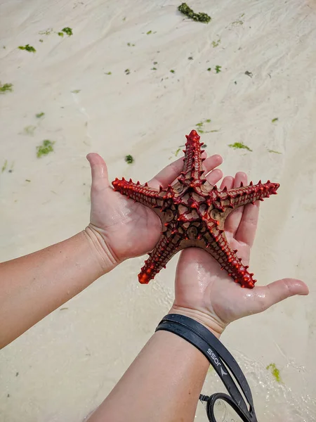 Zanzibar Tanzanya Aralık 2019 Bir Kırmızı Denizyıldızı Palmiyelerin Üzerinde Dinleniyor — Stok fotoğraf