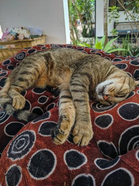 Zanzibar, Tanzanya - 10 Aralık 2019: Gri Afrikalı kedi yastığın üzerinde uyuyor. Mutlu ve rahat görünüyor. Dikey.