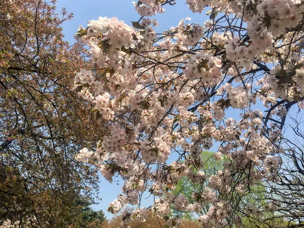 Tokyo Japon Avril 2018 Belles Fleurs Sakura Printemps Sur Ciel — Photo
